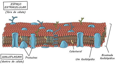 Membranas Celulares Estrutura E Funções Várias Estruturas