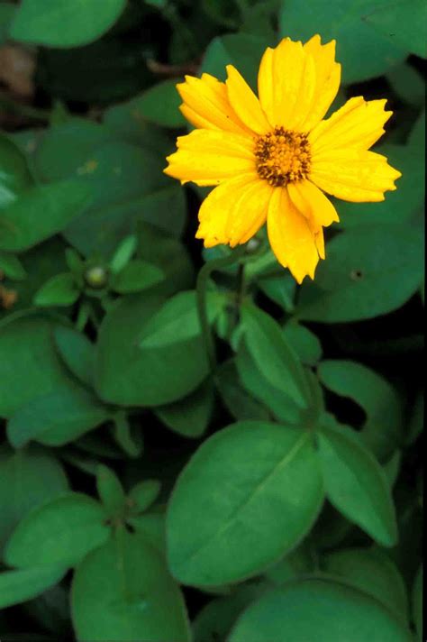 Kentucky Native Plant And Wildlife Plant Of The Week Eared Coreopsis