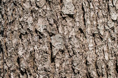 Tree Bark Texture Background Rough Detail Forest Pattern Surface Wood