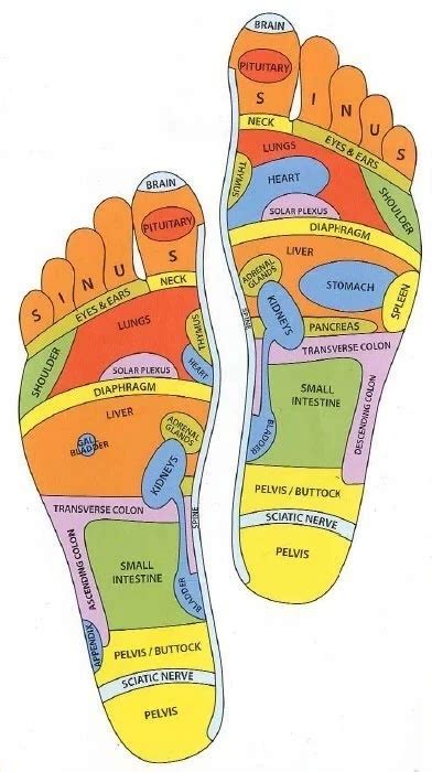 Foot Reflexology Chart Poster Laminated Ph