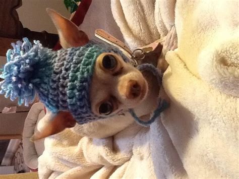 Cute Chihuahua With New Hat Dog Hat Chihuahua Love Cute Chihuahua