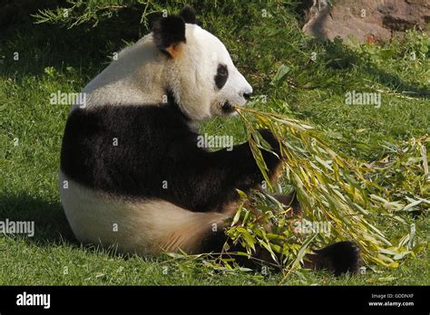 Giant Panda Ailuropoda Melanoleuca Adult Eating Bamboo Leaves Stock