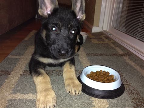 When can puppies eat dry food. Dry food...finally! | Food animals, Dog food recipes, Food