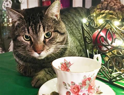 Can Cats Drink Tea Find The Purrfect Tea For Your Feline Friend
