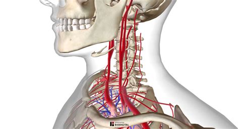 Arteries And Veins Of Head And Neck