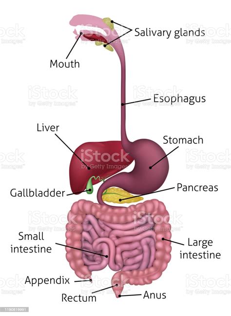 After the food is swallowed, it enters the esophagus where it continues to move toward the stomach. Human Gastrointestinal Digestive System And Labels Stock ...