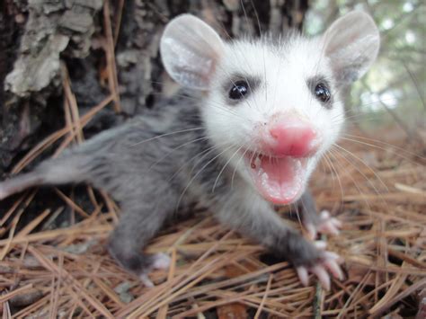 25 Cute Possum And Opossum Pictures Readers Digest