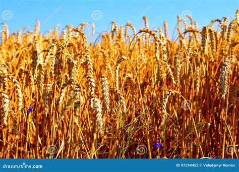 Blue Skies Over Wheatfield Stock Photo Image Of Healthy 97294452