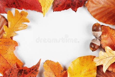 Blank Paper With Autumn Leaves Frame Stock Photo Image Of Copy
