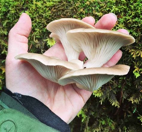 Foraging For Oyster Mushrooms