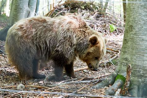 The Bulgarian Mountains And Beautiful Brown Bears Our Bumble
