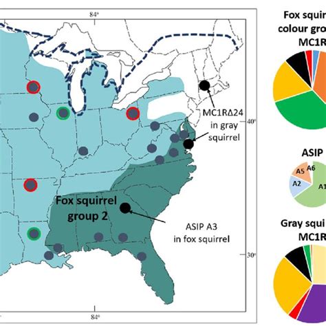 Map Of North America Showing The Native Ranges Fox Squirrels And Gray