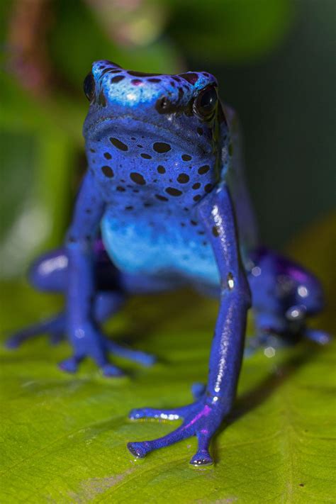 Dendrobates tinctorius 'Azureus' - Blue Poison Dart Frog 2 Philadelphia