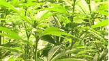 Medical Marijuana Growers Stocks Pictures