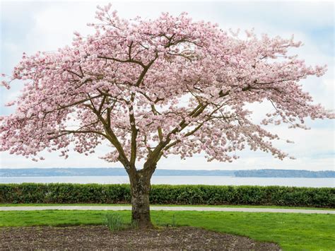 A Complete Guide To Autumn Cherry Trees Cherry Leaf Cherry Blossom