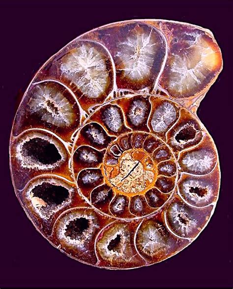 Ammonite Fossil Patterns In Nature Fractal Patterns Fossil