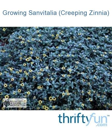 Growing Sanvitalia Creeping Zinnia Thriftyfun