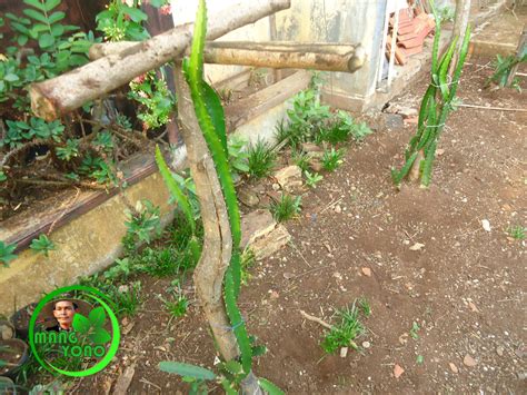 Tanaman sayur ini merupakan tanaman yang berasal dari amerika tropic. Tips menanam pohon buah naga yang baik dan benar. ~ Blog ...