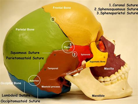 Anatomy Made Easy Lateral View Of Skull
