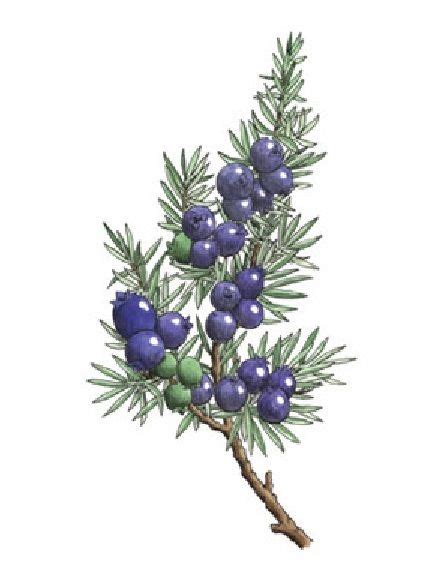 Juniper Branch With Berries Color Illustration Tree Illustration