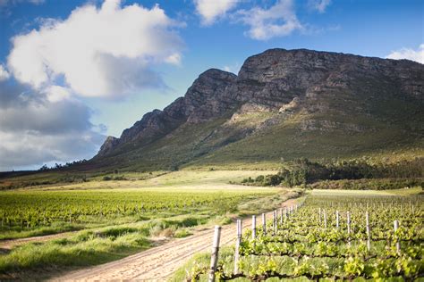 The Ultimate Guide to South African Red Wines | Vintage ...