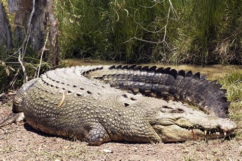 Saltwater Crocodile • Saltwater Crocodile
