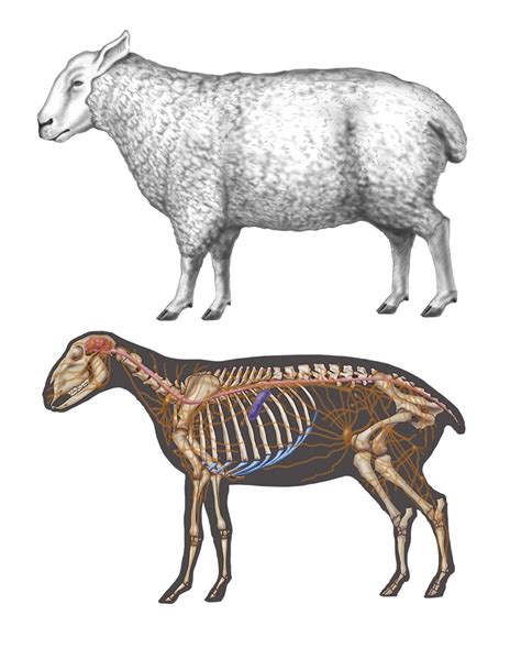 Sheep Anatomy Illustration By Marie Dauenheimer Medical Illustration