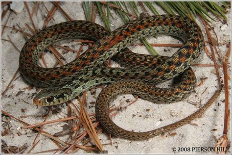 Apalachicola Garter Snake Thamnophis Sirtalis Ordinatus Snake