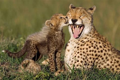 Mothers Day In The Animal Kingdom Photos Abc News