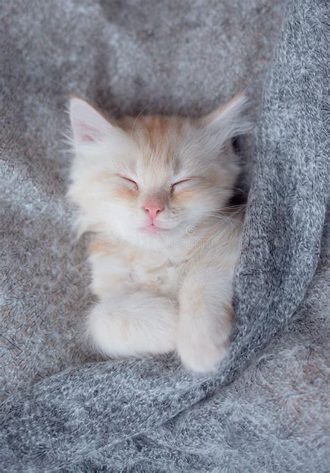 Cute Little Red Kitten Sleeps On Fur White Blanket Stock Photo Image
