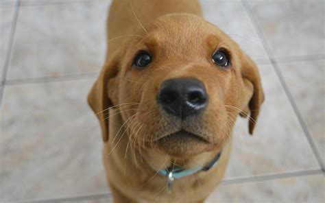 Maybe you would like to learn more about one of these? Male Dog Names - 150 Brilliant Boy Puppy Name Ideas