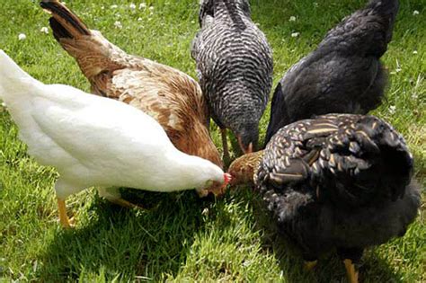 Tips Menambah Nafsu Makan Ayam Kampung Super Tips Cara Memelihara Ayam