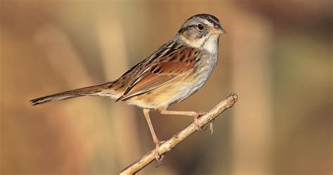 Swamp Sparrow Identification All About Birds Cornell Lab Of Ornithology