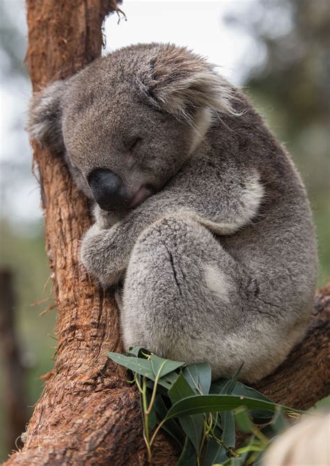 Pin By Chris ° ͜ʖ ͡° Danford☃ On Animaux Cute Animals Koala Cute
