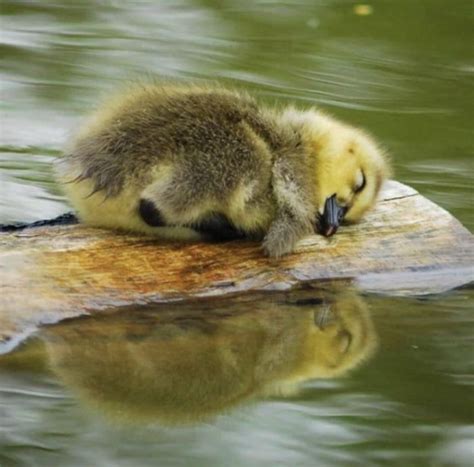 Duck Sleeping On A Piece Of Wood In 2020 Natuur Mallorca Ootd