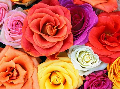 Insieme ai fiori era presente un biglietto. Mazzo di rose colorate | Immagini e Sfondi per Ogni Momento