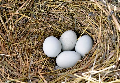 Ultimate Guide To Chicken Nesting Boxes The Prairie Homestead