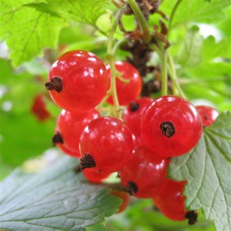 Why would a company buy back its own stock? The meaning and symbolism of the word - «Currants»