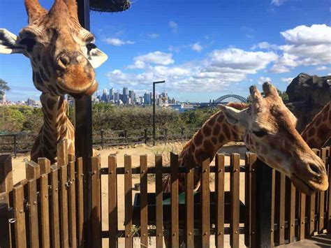 Sydney attraction pass including taronga zoo, sydney opera house, sea life sydney aquarium. Fun Things to do in Sydney with Kids | Mum on the Move