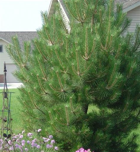 The Best Evergreen Trees For Privacy