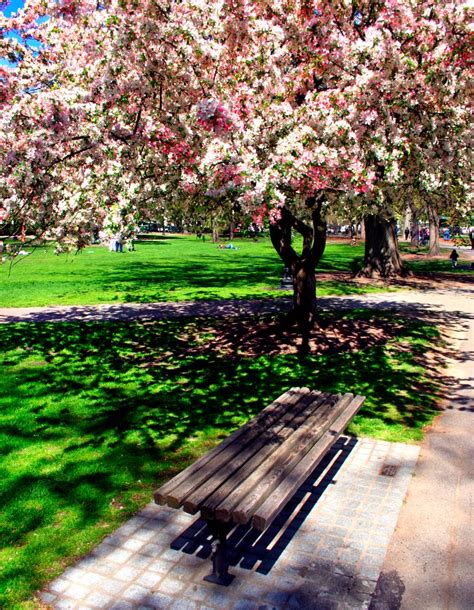 Still want to plant a fruit tree this year? soil-trees-health-fruit-tree-bloom-1801308 - Hobby Farms