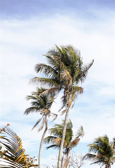Palm Trees In The Breeze Stock Photo Image Of Nature 50227436