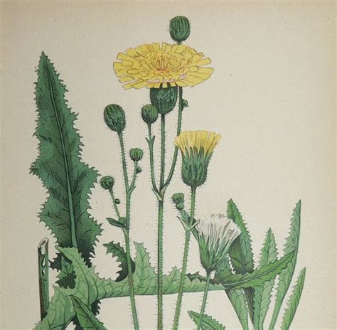 Vintage Yellow Sow Thistle Flower Print Antique Dandelion Print 1923