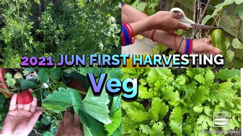 Shokher Bagan—2021 Jun My Garden Vegetables First Harvesting —uk Kent