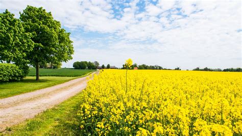Road Between Yellow Flowers Field And Green Grass Field Trees 4k Hd