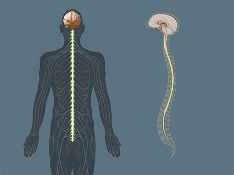 The nerve cells with their fibres make up the nervous system. The central nervous system-the brain and the spinal cord ...
