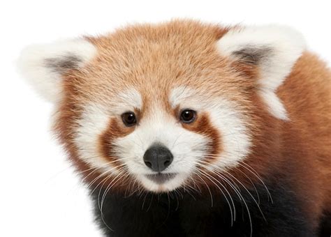 Premium Photo Young Red Panda Or Shining Cat Ailurus Fulgens On