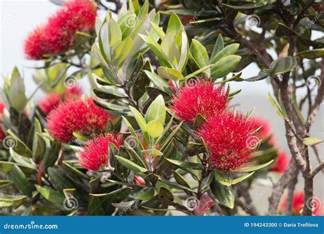 Close Up View Of Pohutukawa In Bloom Stock Photo Image Of