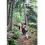 Vermont Fall Foliage Hiking And Kayaking Vacations At Appalachian Trail 