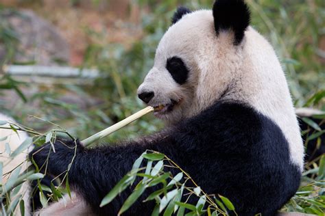 19992017 Pandas To Present Zoo Atlanta